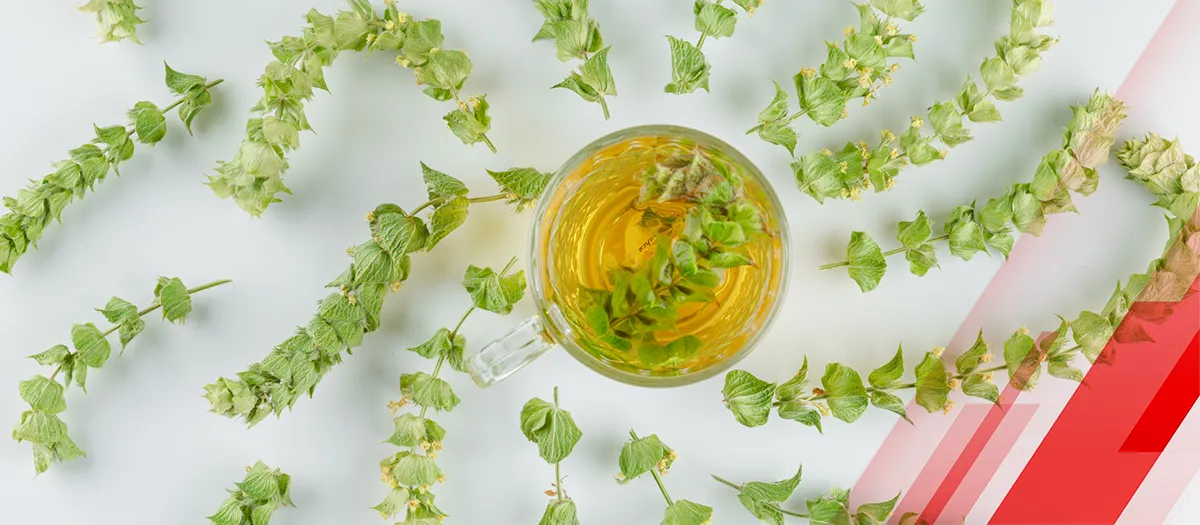 A Beginner's Guide to the Benefits of Algae Oil